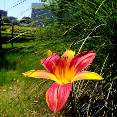 萱草的寓意和象征，以及花语、花语和象征意义