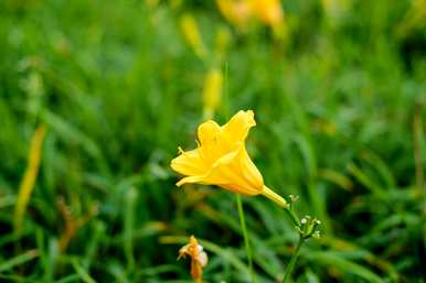 萱草的寓意和象征，以及花语、花语和象征意义