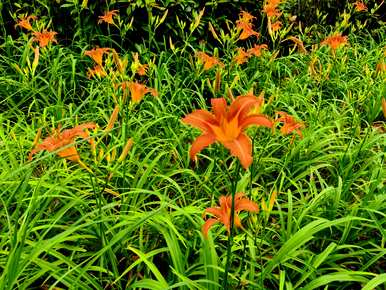 萱草的寓意和象征，以及花语、花语和象征意义