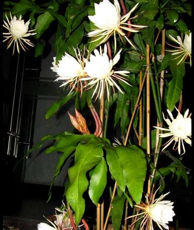 现插昙花什么时候开花，新插昙花能开多久？