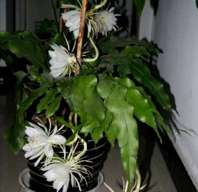 现插昙花什么时候开花，新插昙花能开多久？