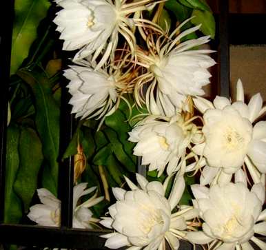 现插昙花什么时候开花，新插昙花能开多久？