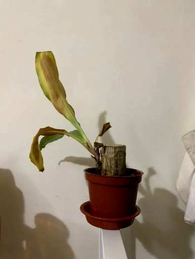巴西木开花的原因是什么？