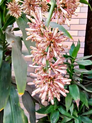 巴西木开花的原因是什么？