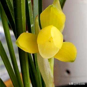 为什么我的兰花不开花，兰花不开花的原因和解决方案