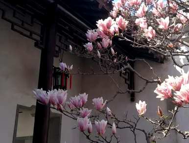 适合北方院子宿根花卉，北方宿根花卉有哪些种类？