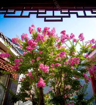 适合北方院子宿根花卉，北方宿根花卉有哪些种类？
