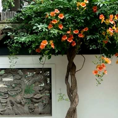 适合北方院子宿根花卉，北方宿根花卉有哪些种类？