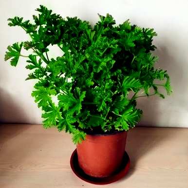 哪种驱蚊草和薄荷容易饲养？如何饲养驱蚊草？