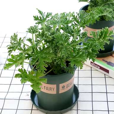 哪种驱蚊草和薄荷容易饲养？如何饲养驱蚊草？