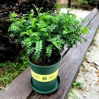 哪种驱蚊草和薄荷容易饲养？如何饲养驱蚊草？