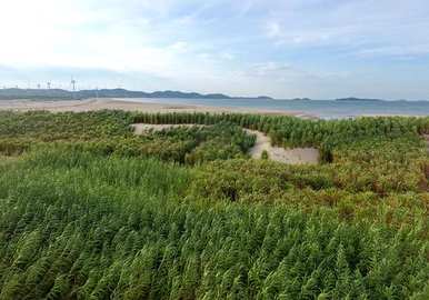 中国菌草图片，菌草图片