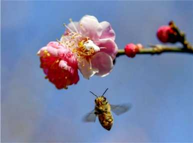 腊梅和梅花有什么区别？腊梅和红梅有什么区别？