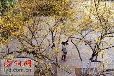 腊梅和梅花有什么区别？腊梅和红梅有什么区别？