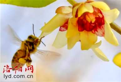 腊梅和梅花有什么区别？腊梅和红梅有什么区别？