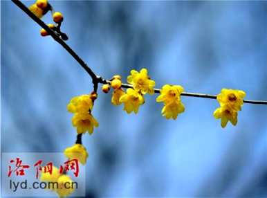 腊梅和梅花有什么区别？腊梅和红梅有什么区别？