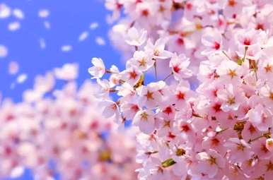 樱花语是什么意思，美丽的樱花语是什么意思？