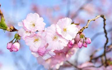 樱花语是什么意思，美丽的樱花语是什么意思？