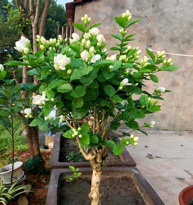 冬天开什么花，冬天开什么花？