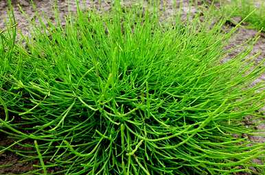 荆草茂盛的地方会有黄金吗？荆草生长的地方有黄金吗？