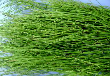 荆草茂盛的地方会有黄金吗？荆草生长的地方有黄金吗？