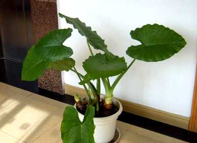 滴水观音的整个维护过程，如何维护滴水观音花