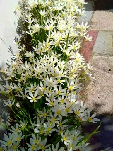 葱兰花的花语是什么，韭兰花的花语是什么意思？