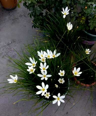 葱兰花的花语是什么，韭兰花的花语是什么意思？