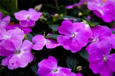 如何养殖凤仙花才开花，如何养殖凤仙花？