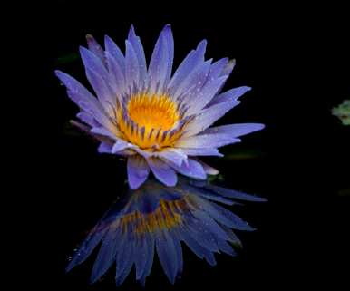 紫睡莲的花语是什么，紫睡莲的花语是什么？
