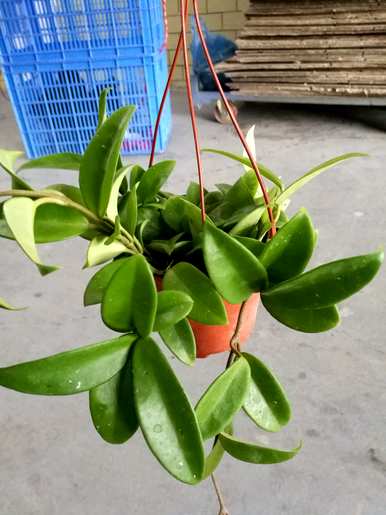 斑叶球兰花梗一年可以开几次。