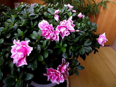 最珍贵的杜鹃花有哪些品种，粉色杜鹃花有哪些品种？