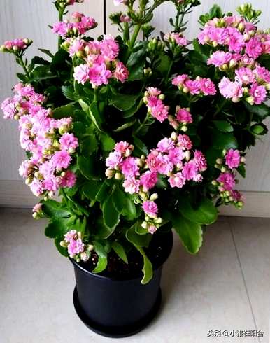 如何养护长寿花，养护长寿花