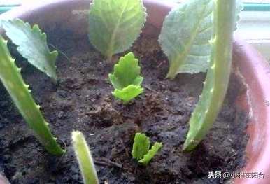 如何养护长寿花，养护长寿花