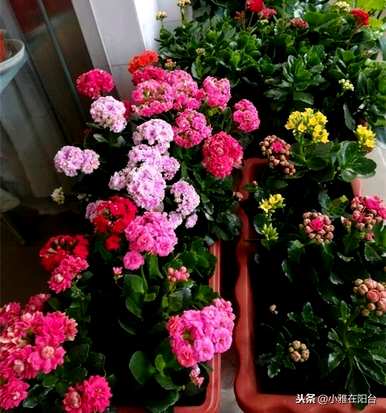 如何养护长寿花，养护长寿花