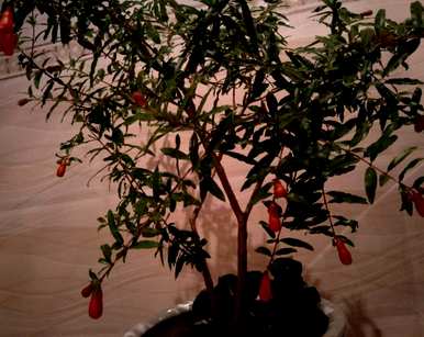 如何饲养石榴花，如何饲养石榴花，叶子上有小白虫