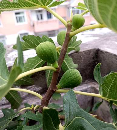 如何种植无花果树，在家种植无花果树？
