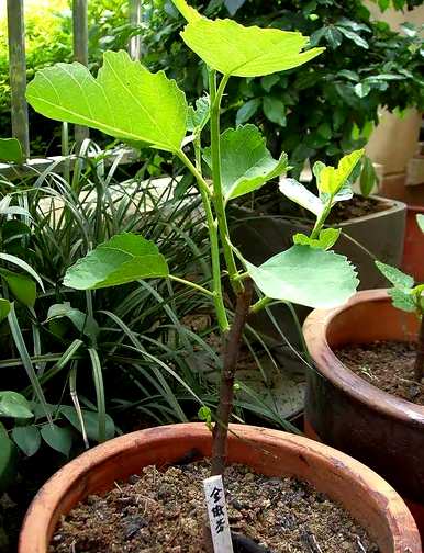 如何种植无花果树，在家种植无花果树？