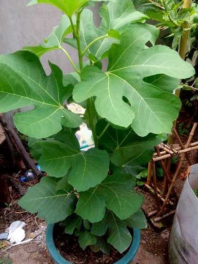 如何种植无花果树，在家种植无花果树？