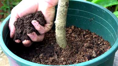 如何种植无花果树，在家种植无花果树？