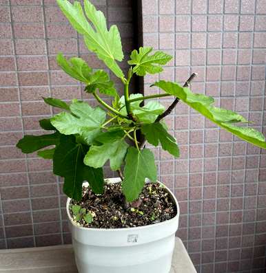 如何种植无花果树，在家种植无花果树？