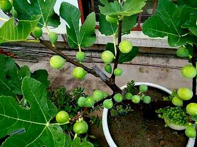 如何种植无花果树，在家种植无花果树？