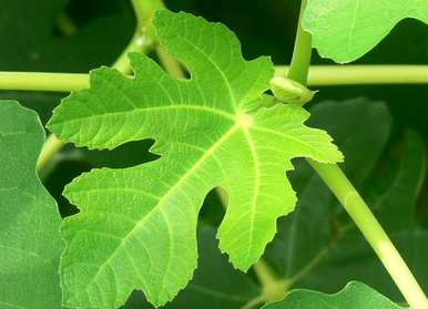 如何种植无花果树，在家种植无花果树？