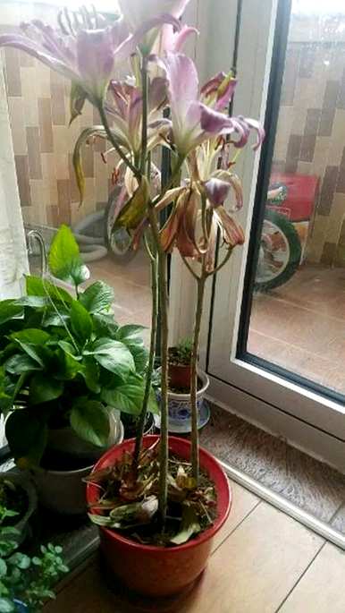 百合花什么季节开，百合花什么季节开？