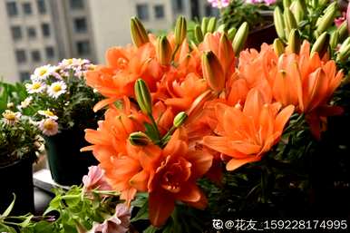 百合花什么季节开，百合花什么季节开？
