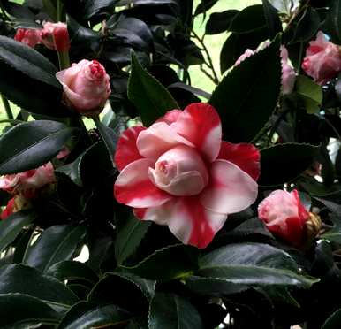 什么季节开山茶花，什么季节开山茶花？