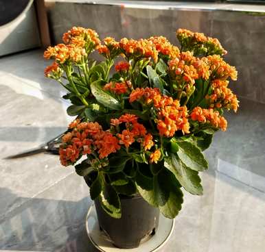 如何种植青州长寿花？