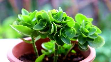 如何种植青州长寿花？