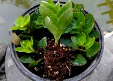 如何种植青州长寿花？
