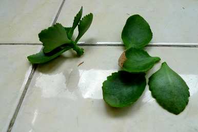 如何种植青州长寿花？